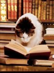 veterinario gatos caxias - entre livros e gatos 2