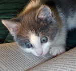 veterinario gatos caxias - entre livros e gatos
