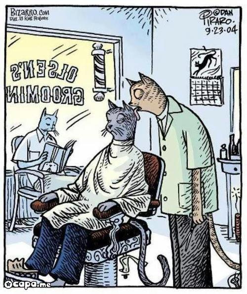 veterinario gatos caxias 201