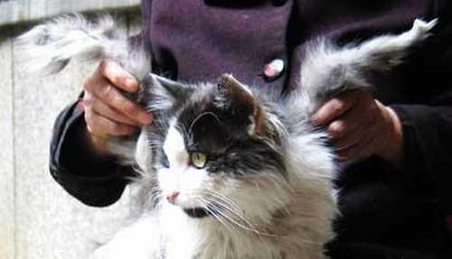 veterinario gatos caxias - gatos com asas - scienceblogs