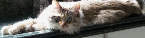 veterinario gatos caxias - mima2